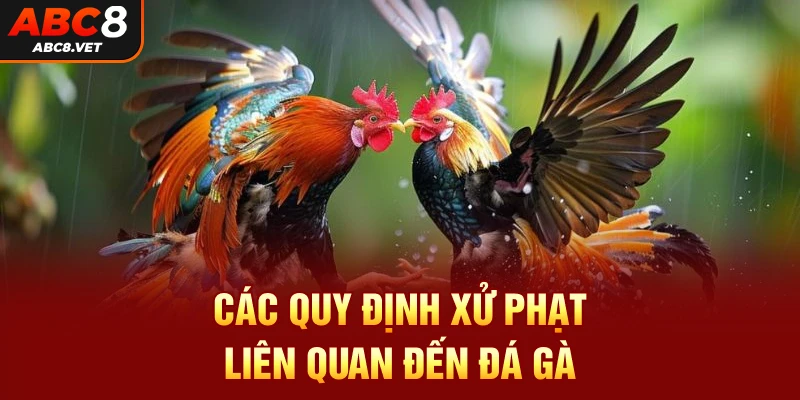 Các quy định xử phạt liên quan đến đá gà