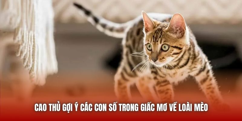 Cao thủ gợi ý các con số trong giấc mơ về loài mèo