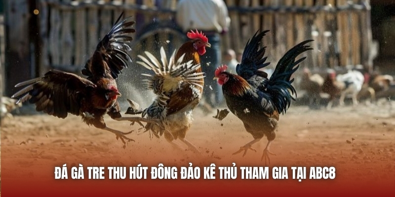 Đá gà tre thu hút đông đảo kê thủ tham gia tại ABC8