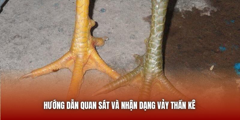Hướng dẫn quan sát và nhận dạng vảy thần kê