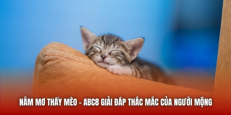 Nằm Mơ Thấy Mèo - ABC8 Giải Đáp Thắc Mắc Của Người Mộng