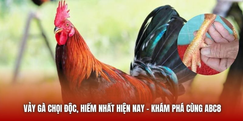 Vảy Gà Chọi Độc, Hiếm Nhất Hiện Nay - Khám Phá Cùng ABC8