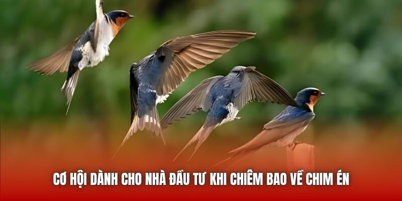Cơ hội dành cho nhà đầu tư khi chiêm bao về chim én