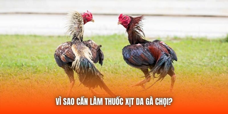 Vì sao cần làm thuốc xịt da gà chọi?