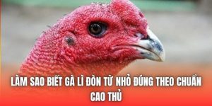 Làm Sao Biết Gà Lì Đòn Từ Nhỏ Đúng Theo Chuẩn Cao Thủ