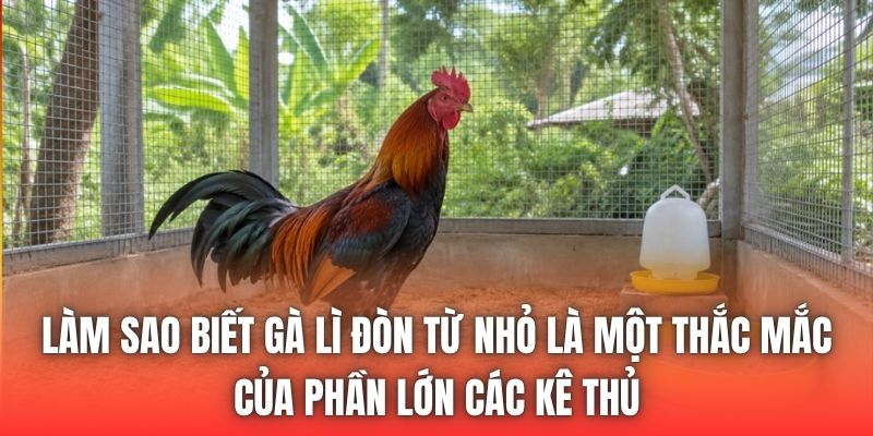 Làm sao biết gà lì đòn từ nhỏ là một thắc mắc của phần lớn các kê thủ