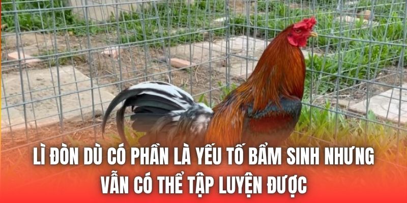 Lì đòn dù có phần là yếu tố bẩm sinh nhưng vẫn có thể tập luyện được
