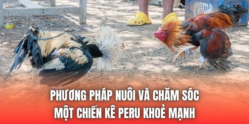 Phương pháp nuôi và chăm sóc một chiến kê Peru khoẻ mạnh