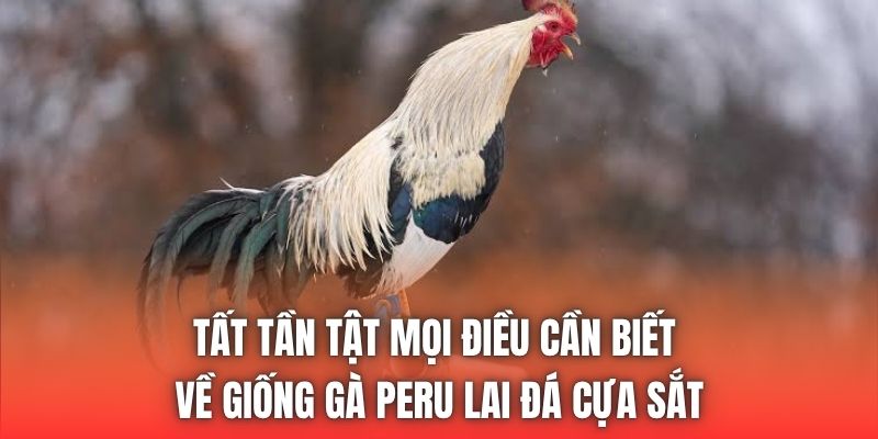 Tất tần tật mọi điều cần biết về giống gà Peru lai đá cựa sắt